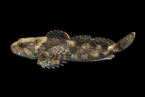 Bullhead (Cottus asper) — Cottidae — 2