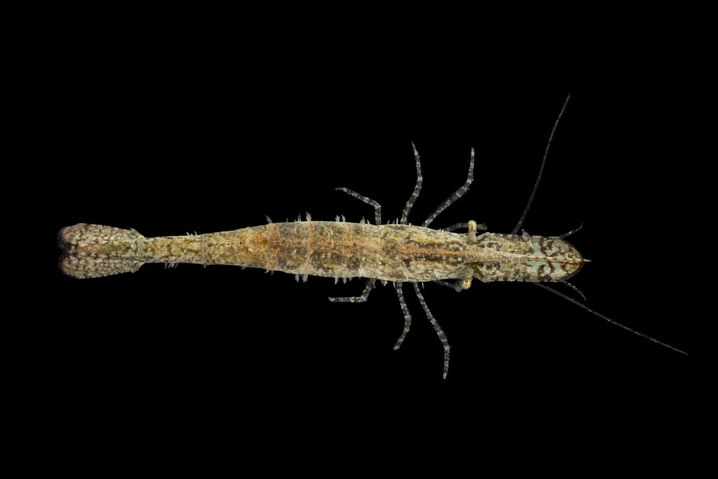 California Green Shrimp