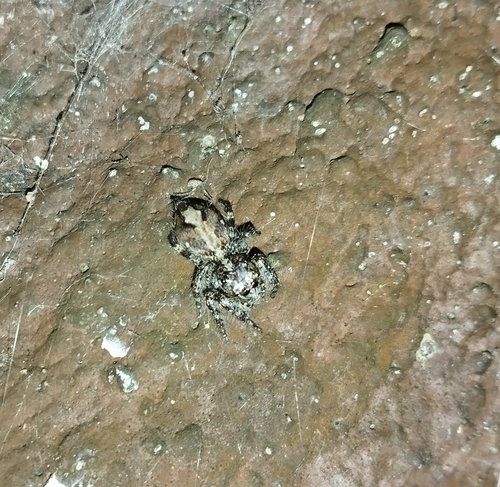 Anarrhotus fossulatus