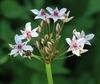 Flowering-Rush - Photo (c) Luca Boscain, some rights reserved (CC BY-NC), uploaded by Luca Boscain