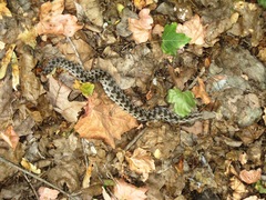 Macrovipera lebetinus