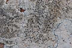 Circinaria caesiocinerea