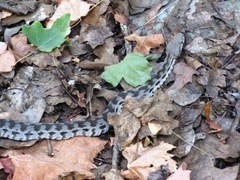 Macrovipera lebetinus