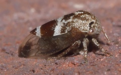 Ophiderma
