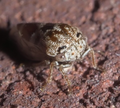 Ophiderma