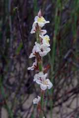 Polygonum palaestinum