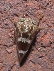 Ophiderma