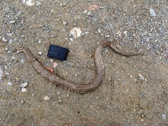 Macrovipera lebetinus