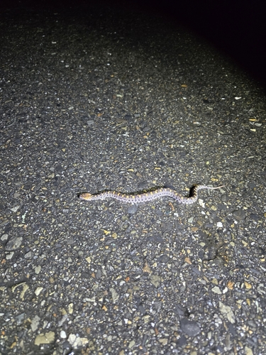Taiwan mountain pitviper