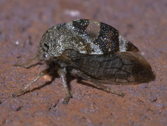 Cyrtolobus tuberosus