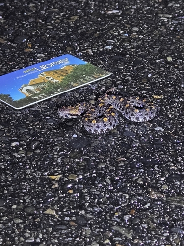 Taiwan mountain pitviper