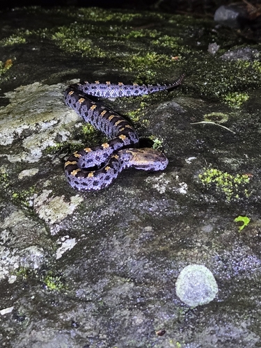 Taiwan mountain pitviper
