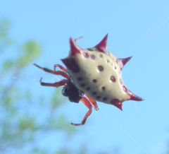 Gasteracantha sanguinolenta