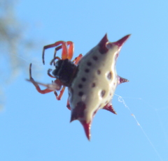 Gasteracantha sanguinolenta