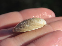 Cumingia californica