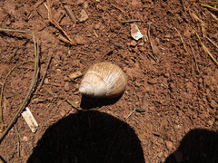 Bocourtia revincta