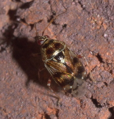 Deraeocoris nebulosus