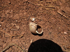 Bocourtia revincta