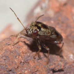 Deraeocoris nebulosus