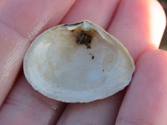 Cumingia californica