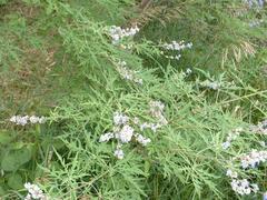 Vitex negundo heterophylla