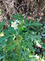 Solanum grayi