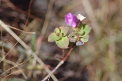 Rhexia nuttallii