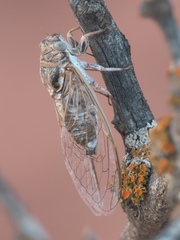 Diceroprocta eugraphica