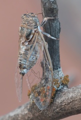 Diceroprocta eugraphica
