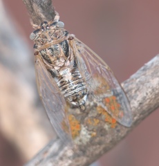 Diceroprocta eugraphica