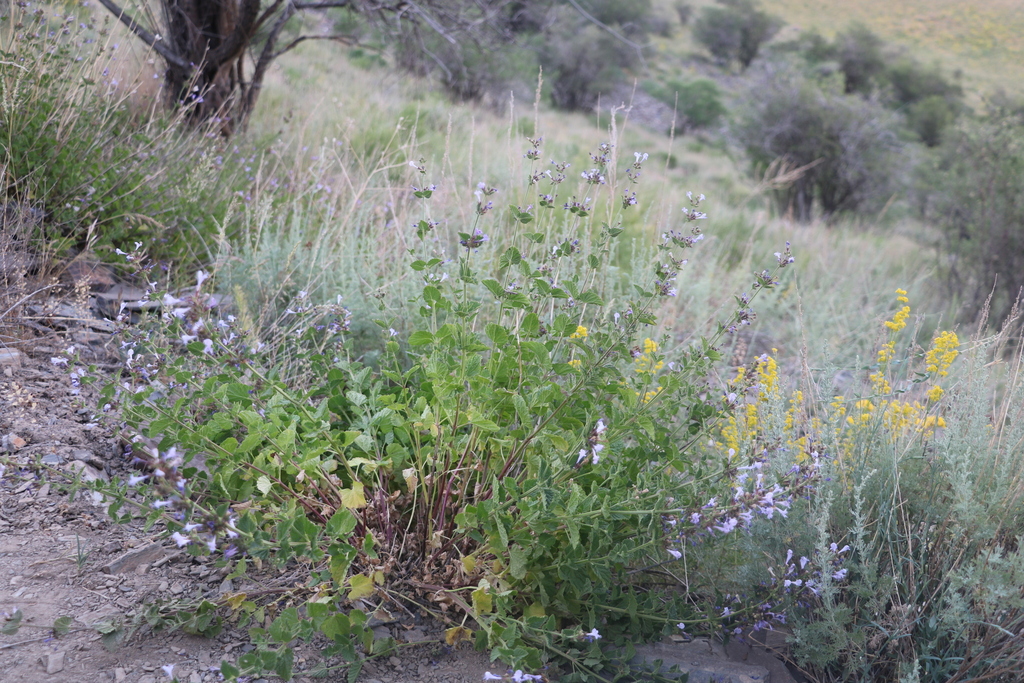 Nepeta schtschurowskiana