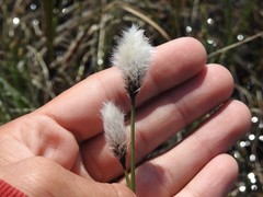 Eriophorum callitrix