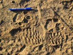 Panthera pardus tulliana