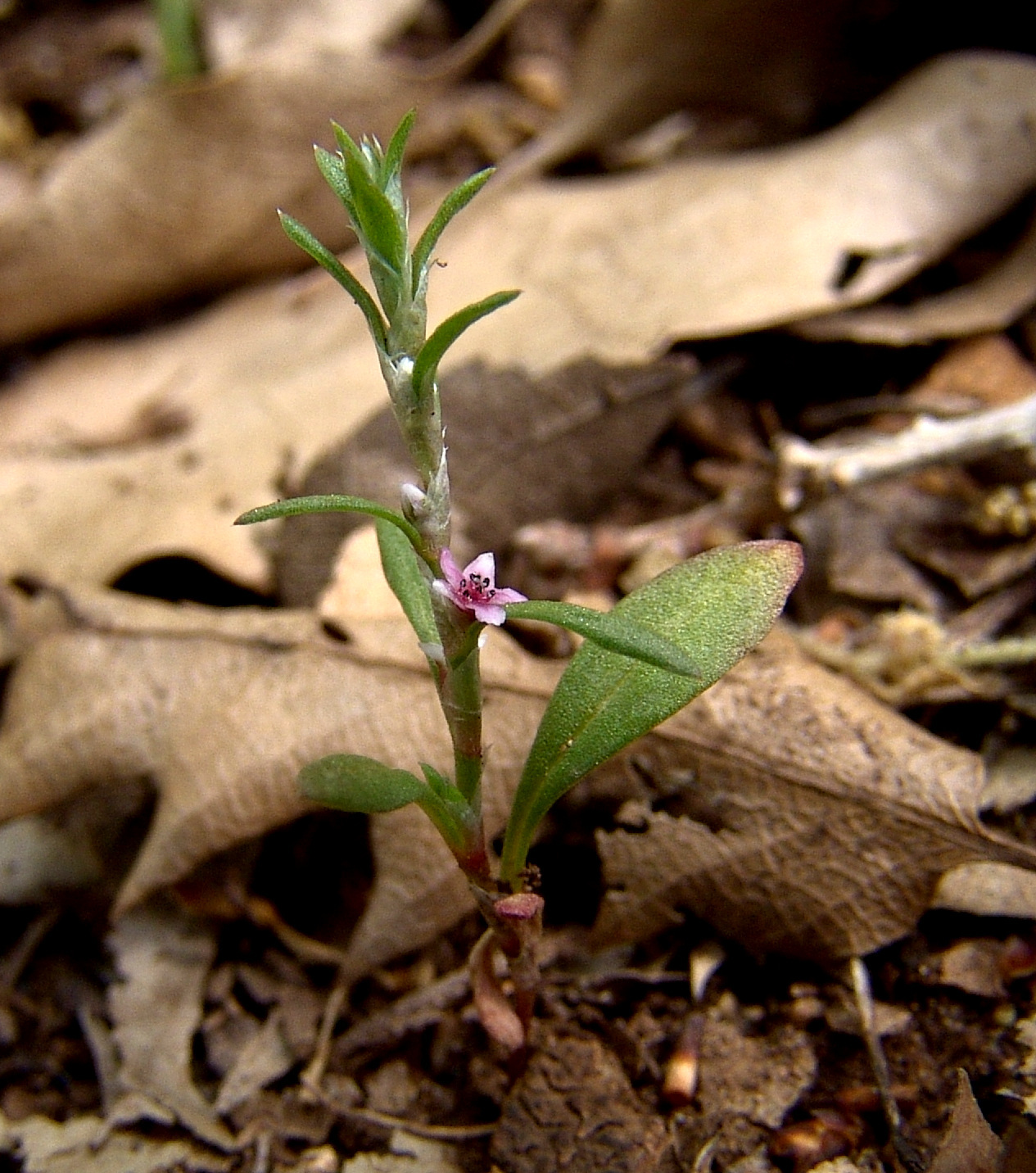 Polygonum polycnemoides