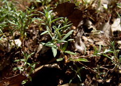 Polygonum polycnemoides