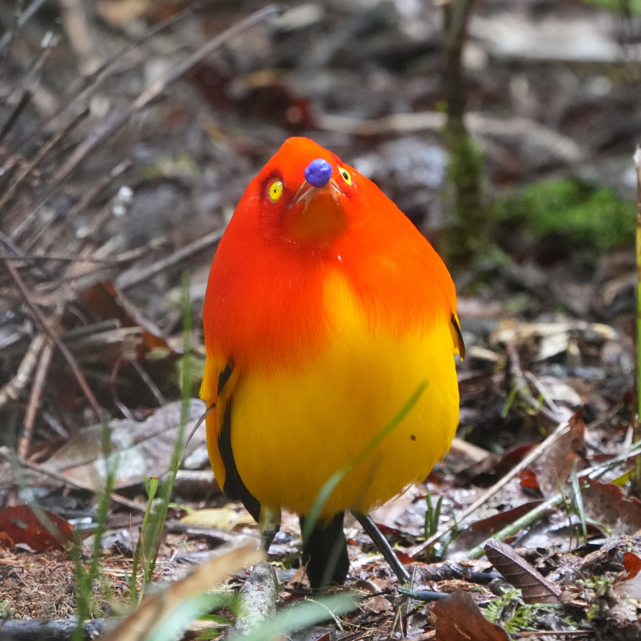 Flame Bowerbird illustration