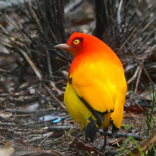 Flame Bowerbird (Sericulus ardens), photo 3