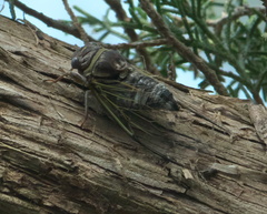 Diceroprocta viridifascia