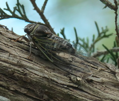 Diceroprocta viridifascia