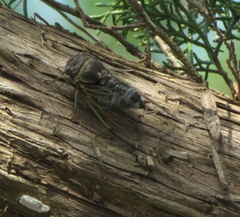 Diceroprocta viridifascia