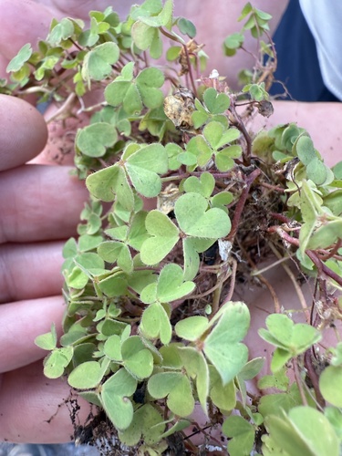 Oxalis corniculata observed 2025-09-18