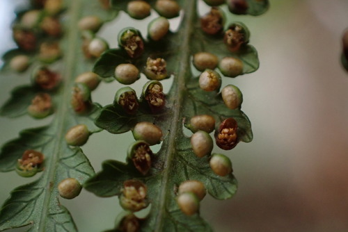 Dicksonia antarctica
