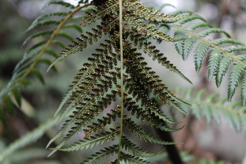 Dicksonia antarctica