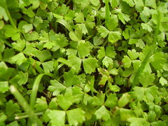 Hydrocotyle tripartita