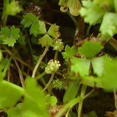 Hydrocotyle tripartita