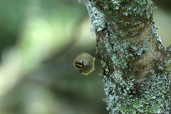 Regulus regulus azoricus