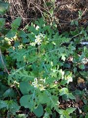 Solanum grayi