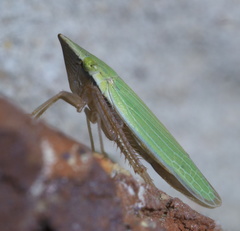 Draeculacephala navicula