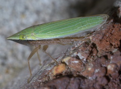 Draeculacephala navicula