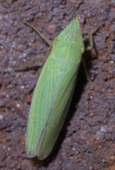 Draeculacephala navicula